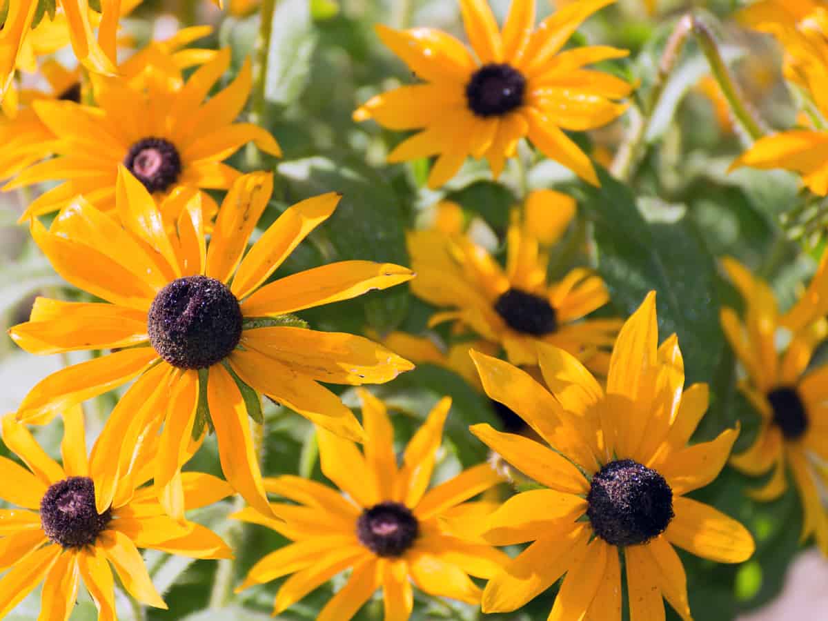 black-eyed Susan is an easy-care hanging basket flower