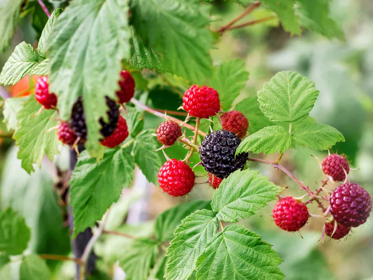 blackberry is a very thorny bush that does well along a fence or under a window