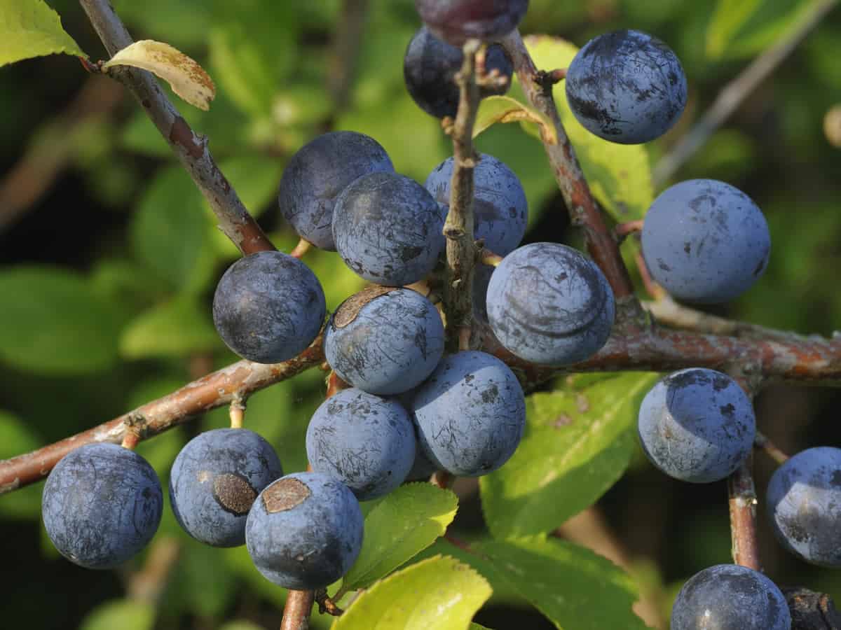 the blackthorn is highly adaptable to varying growing conditions