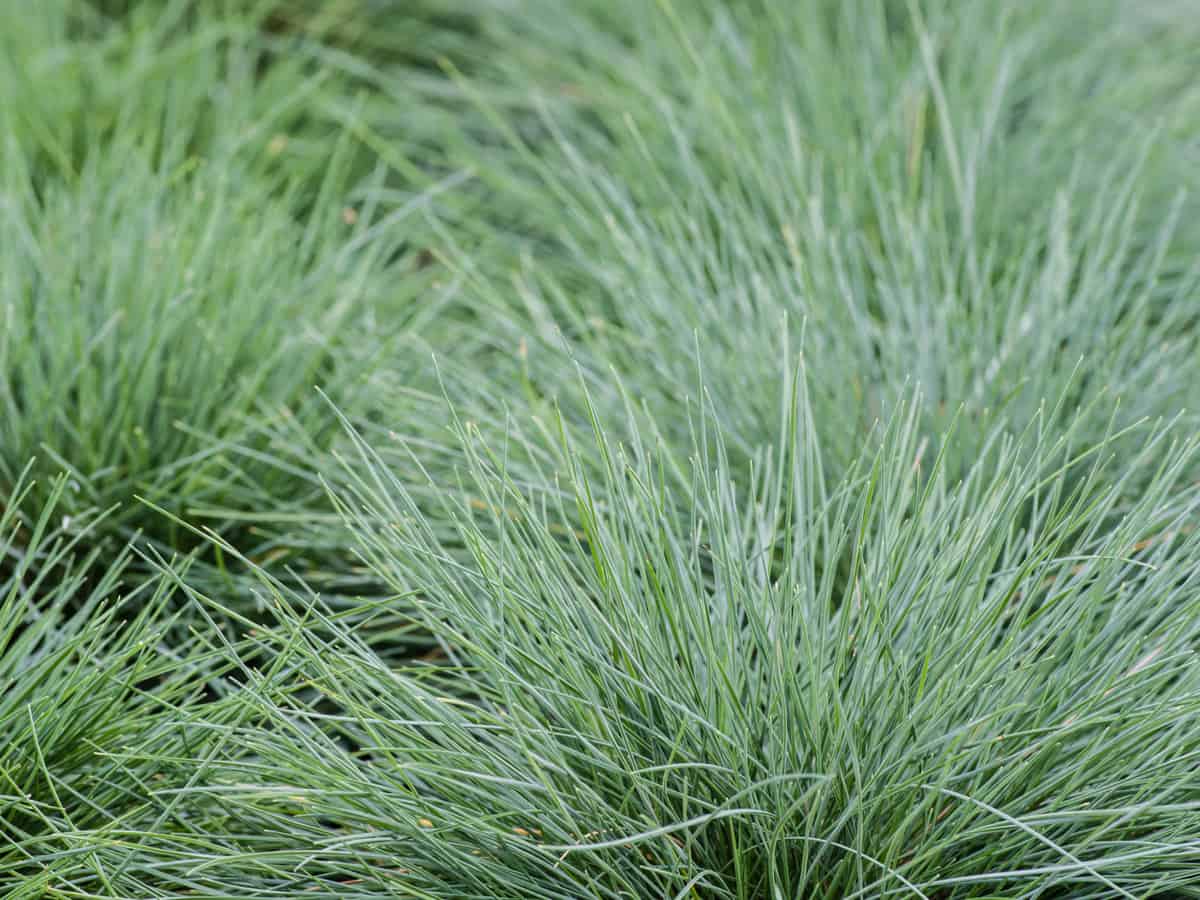 blue fescue is an ornamental ground cover plant