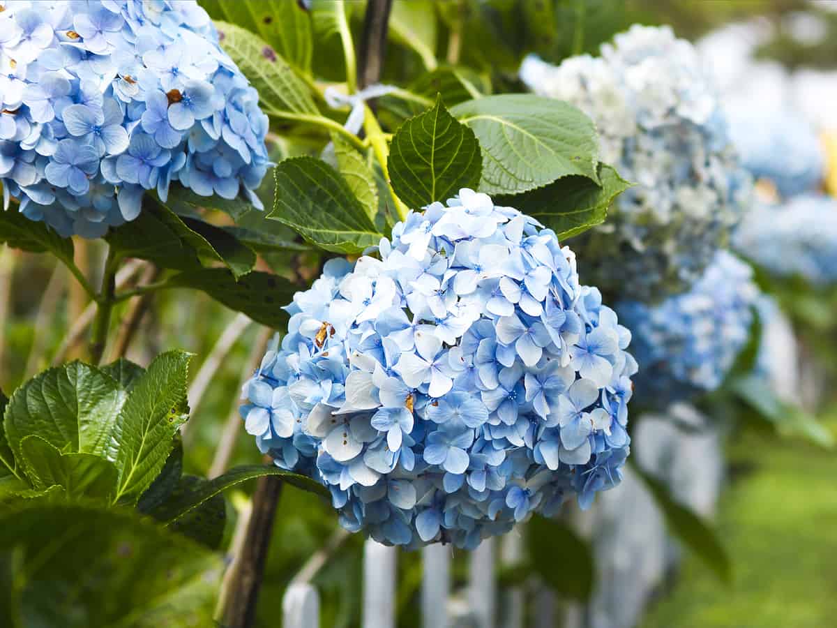 the blue hydrangea is one of the fastest growing of its species