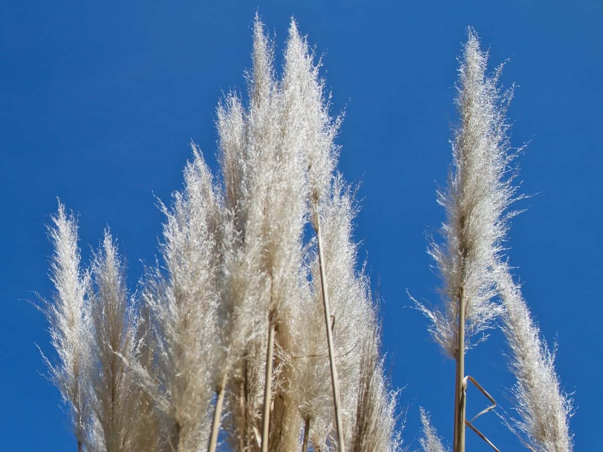 blue oat grass is a beautiful perennial grass