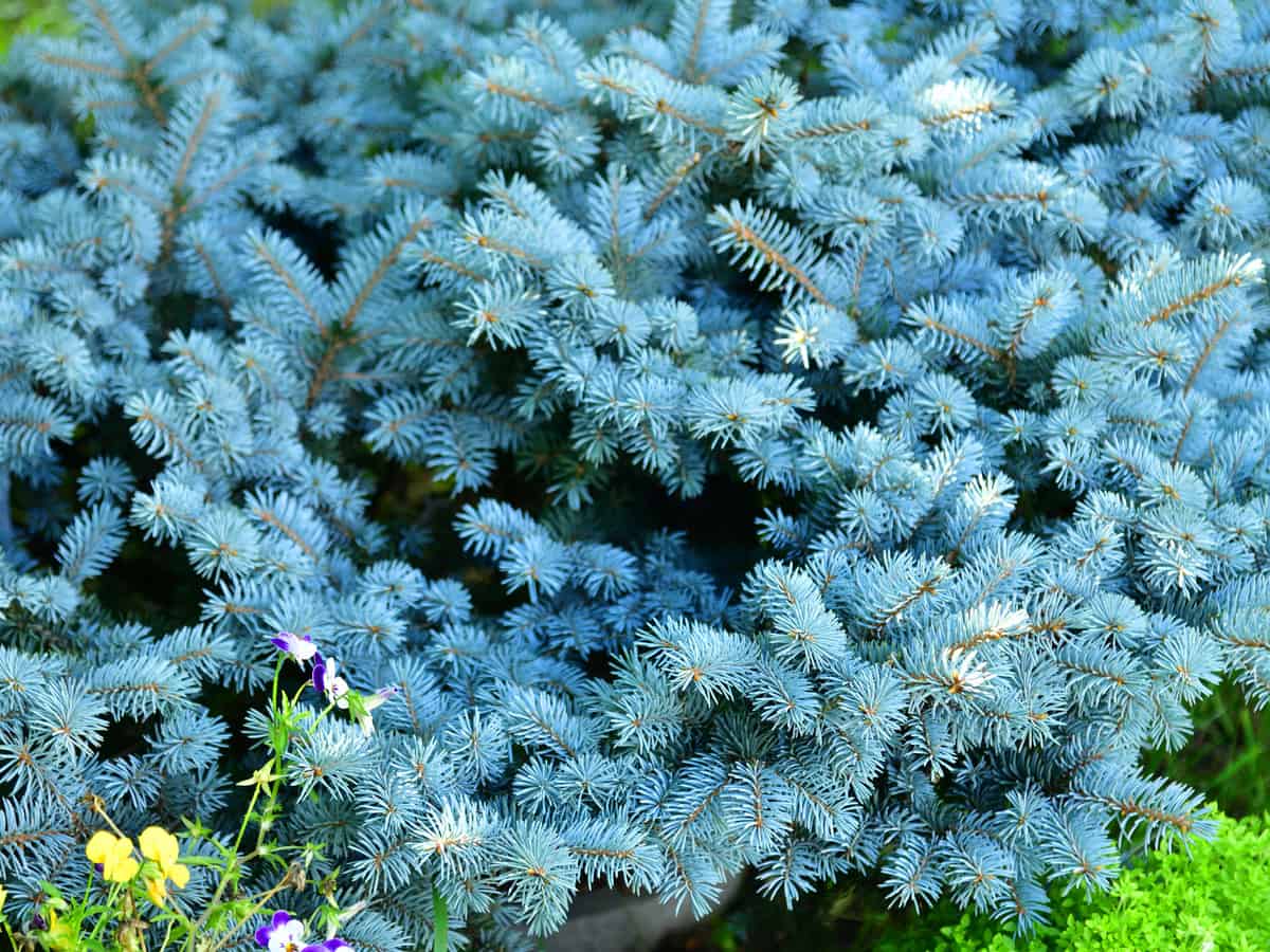 dwarf globe blue spruce adds style to any garden setting