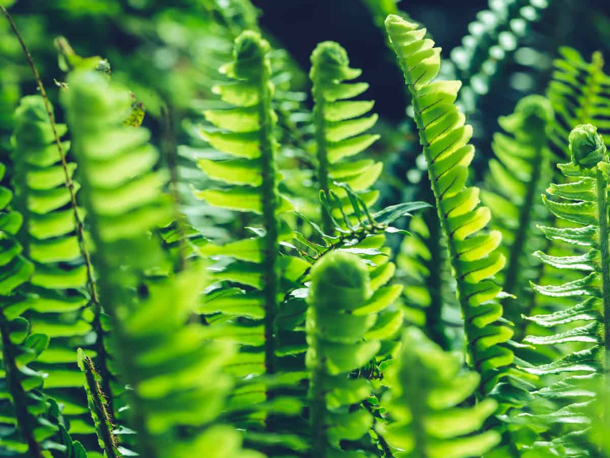 Boston ferns do quite well in a basket