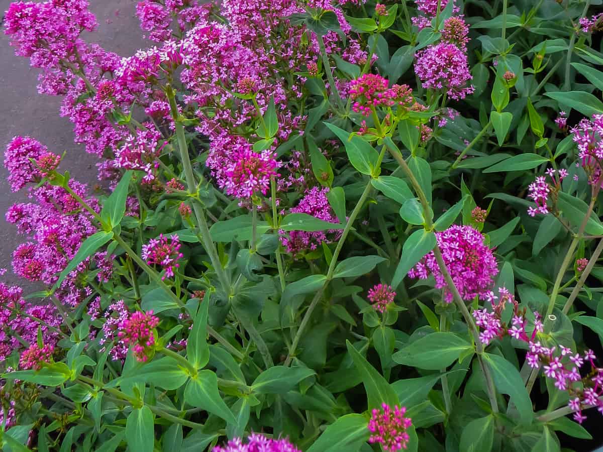 a butterfly bush attracts all kinds of pollinators