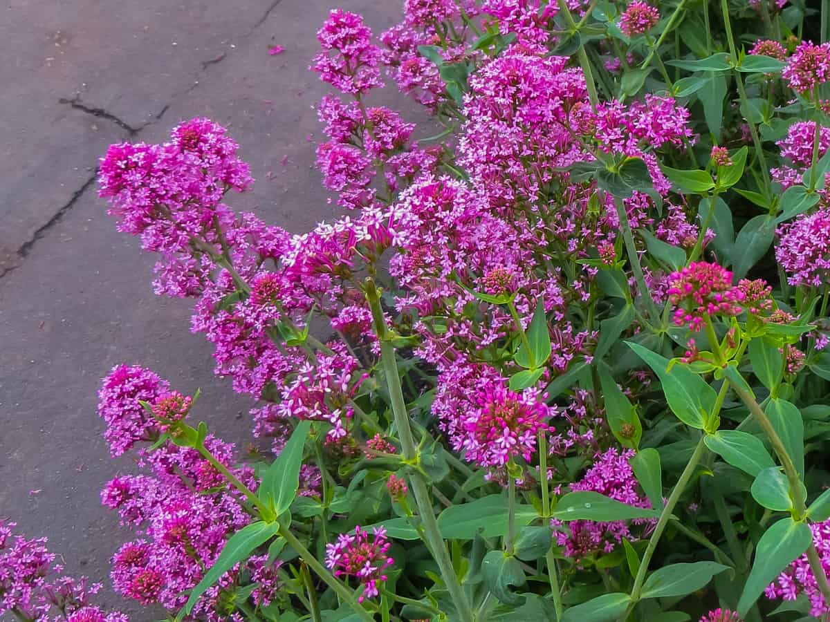 the dwarf variety of the butterfly bush works well in a container