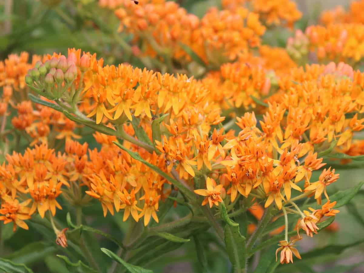 butterfly weed attracts many beneficial pollinators