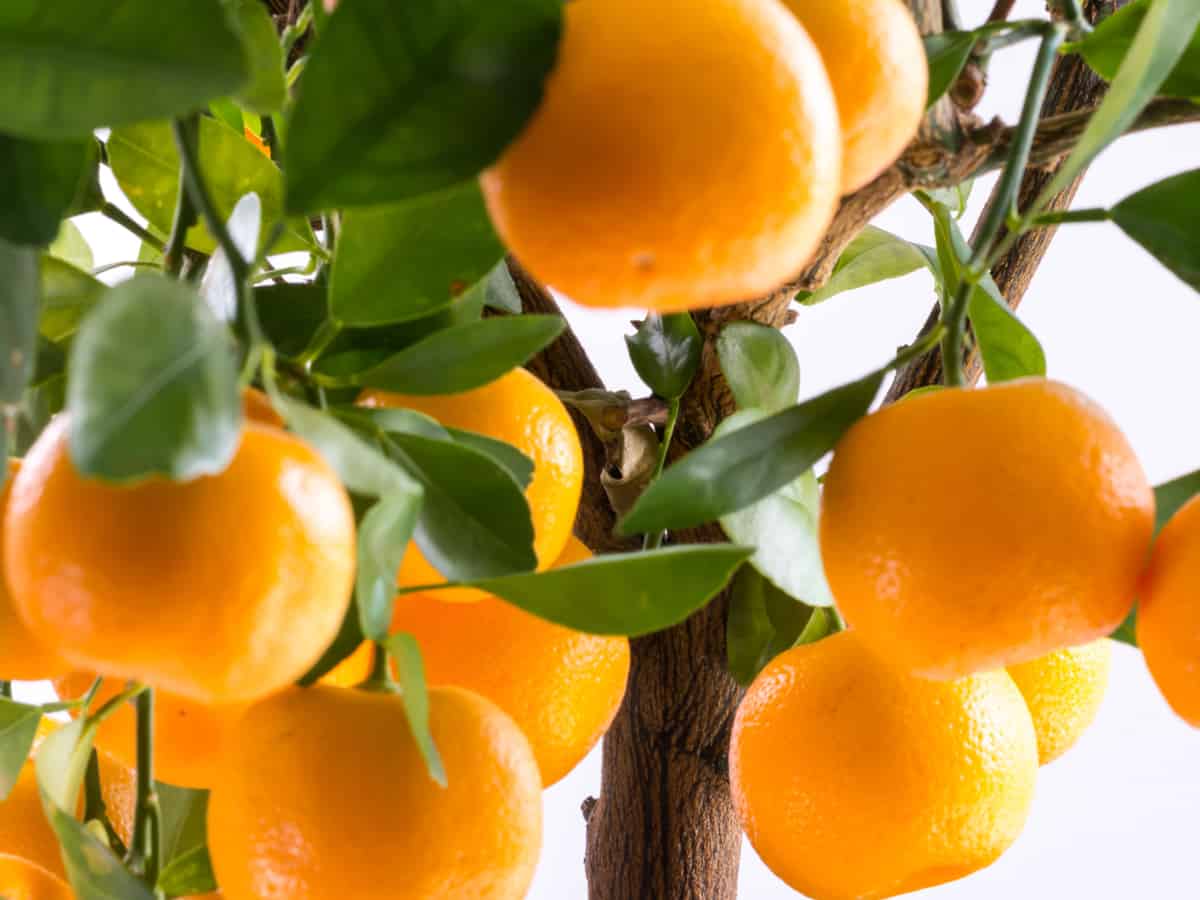 the calamondin orange can give you fruit and flowers all year