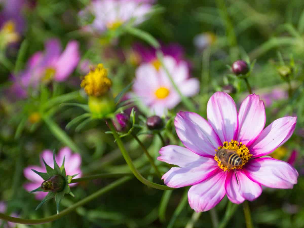 calliopsis is also called tickseed