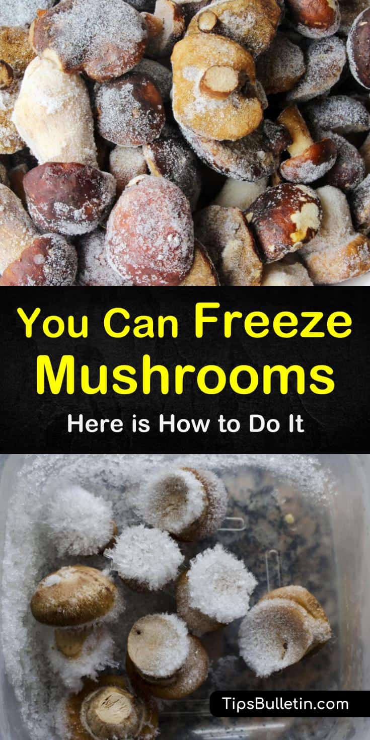 Learn how to freeze mushrooms for long-term storage. Our guide shows you how to preserve your mushrooms and gives you freezing recipes so you can enjoy them all year long. Your crock pot and chicken soups will thank you, and so will your family! #mushrooms #freezing