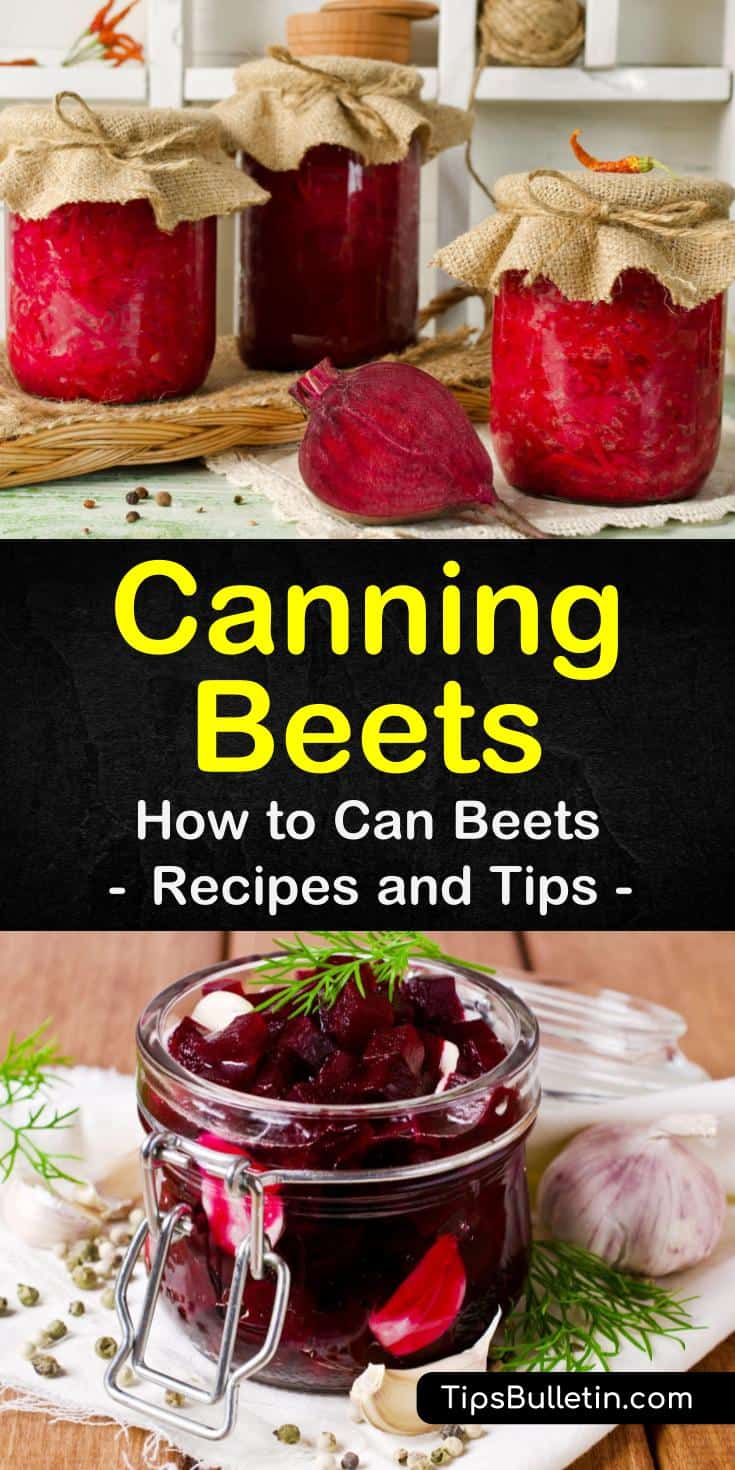 Find out the best ways to preserve beets plain with no sugar and without a water bath. Our guide to pickling beets includes multiple recipes with cider vinegar and shows you how to process your jars in a pressure canner. #homepreservation #canning #beets