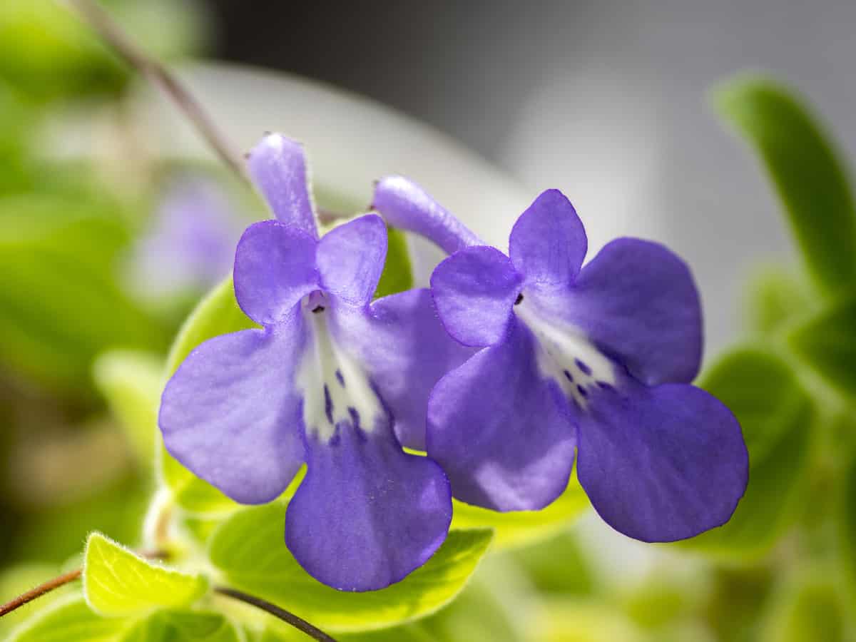 cape primrose can provide year-round blooms indoors