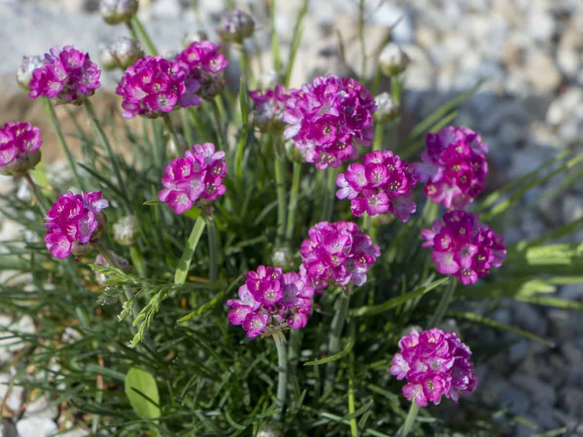 carnations are perennials that come in a variety of colors