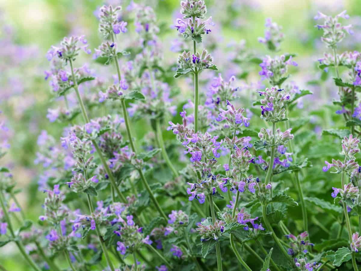 plant catnip in the yard where it's ok for cats to go