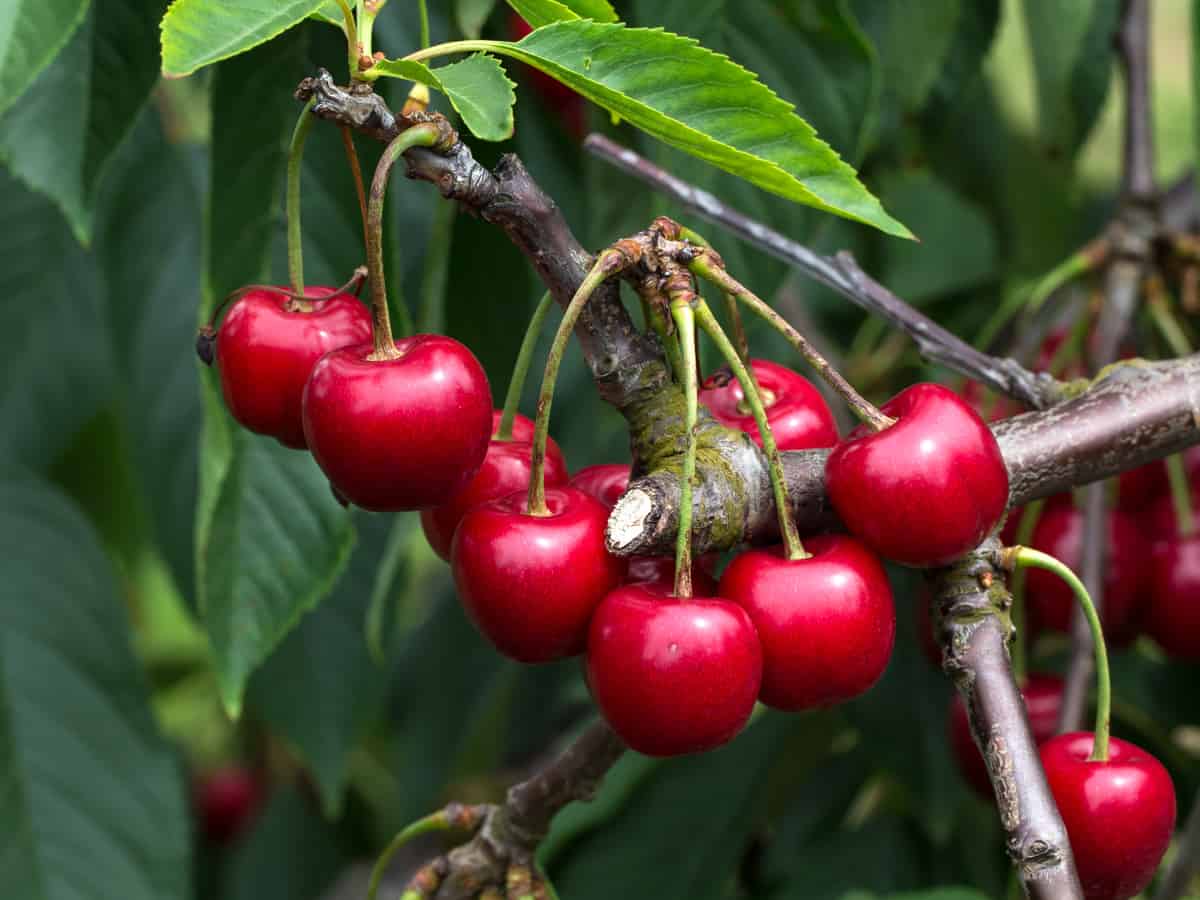 cherry fruit trees are self-fertile