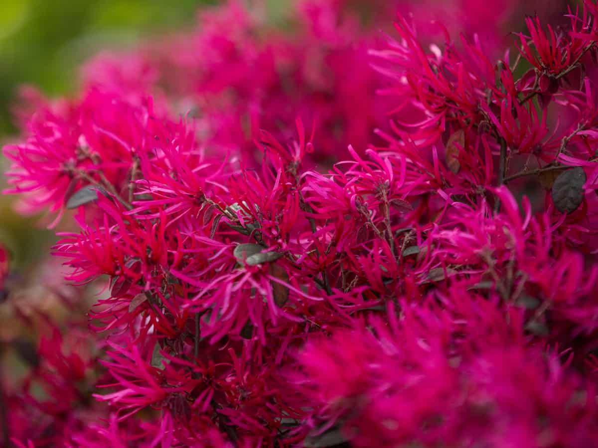 the Chinese fringe flower has gorgeous leaves and flowers and a delightful scent