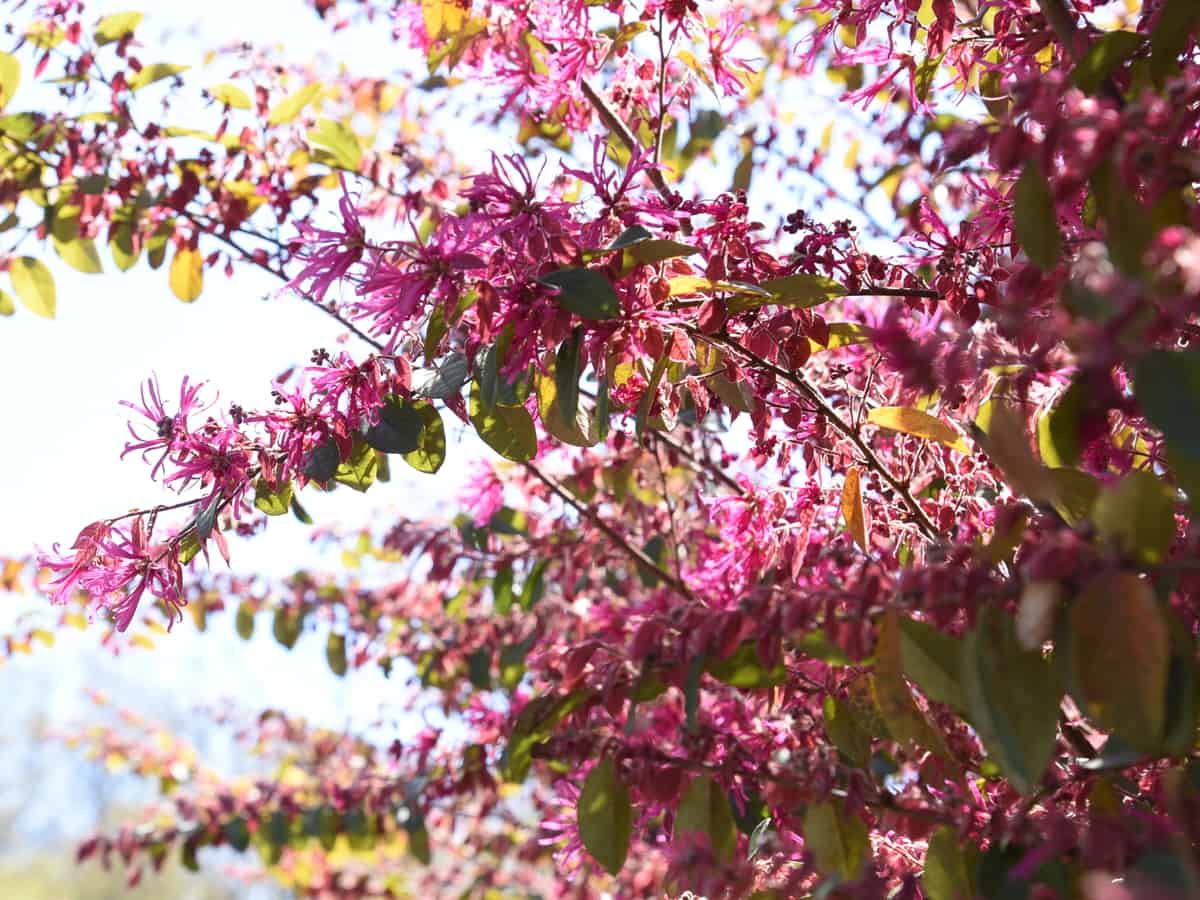 the Chinese fringe flower is perfect for an instant garden