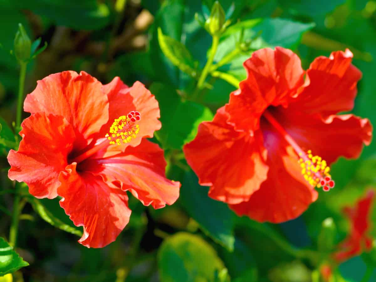 Chinese hibiscus loves the sun and is heat tolerant