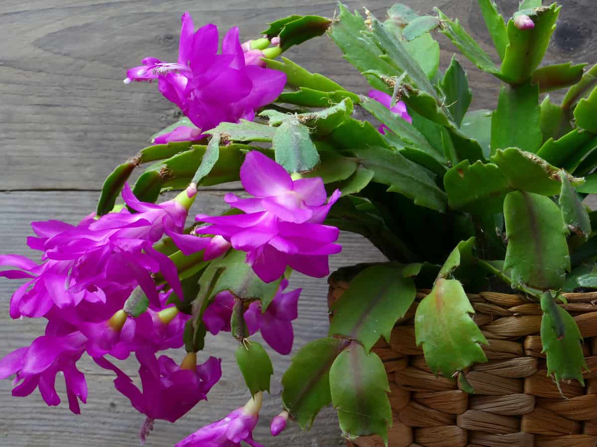 Christmas cactus is an indoor flowering plant that blooms in winter