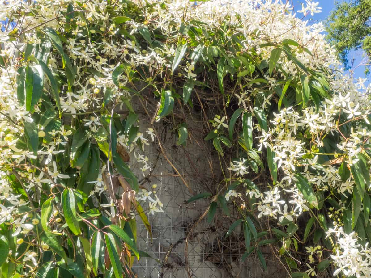 sweet autumn clematis is a climbing vine with a sweet aroma