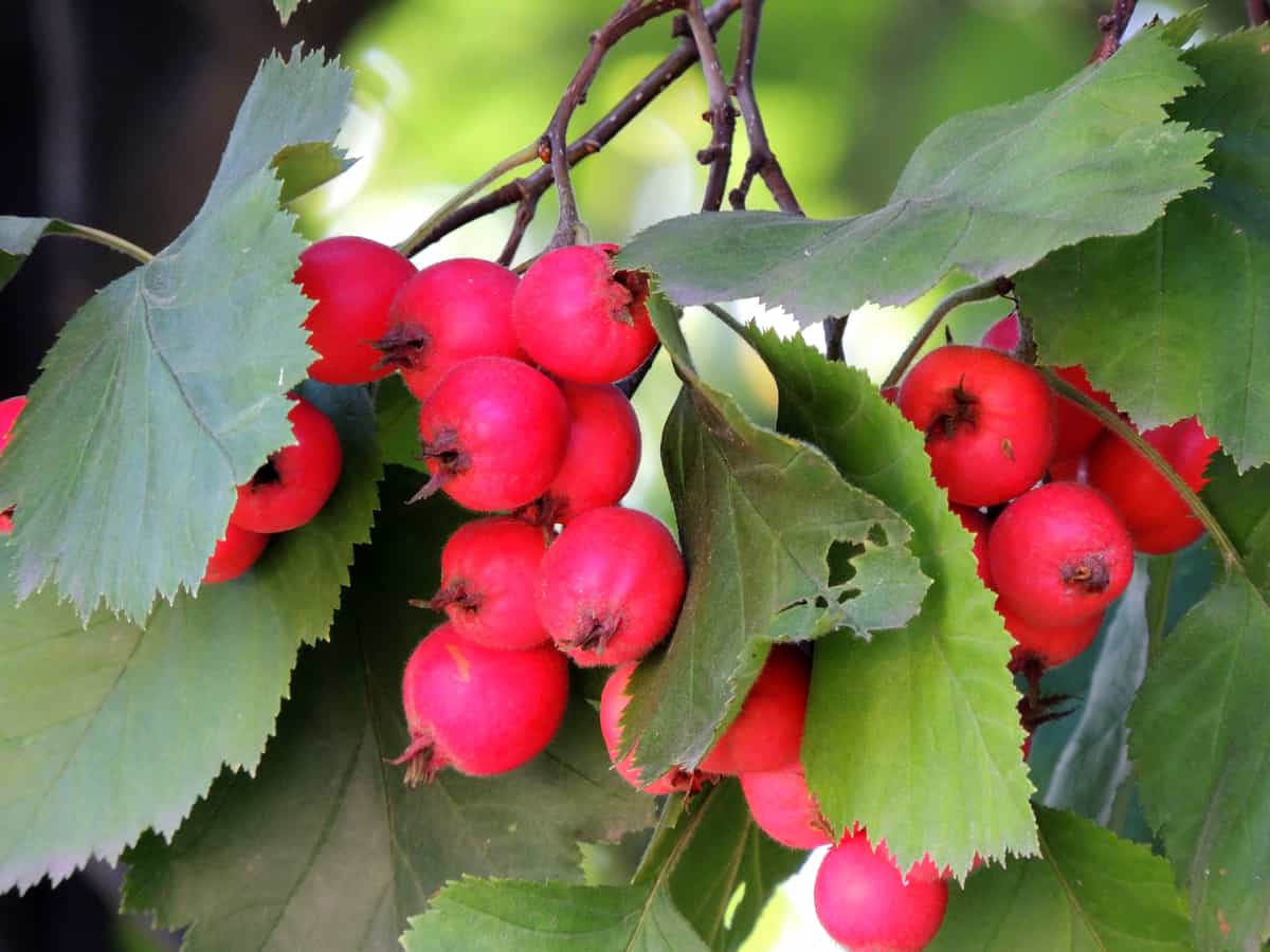 common hawthorn is an excellent hedge plant for home defense