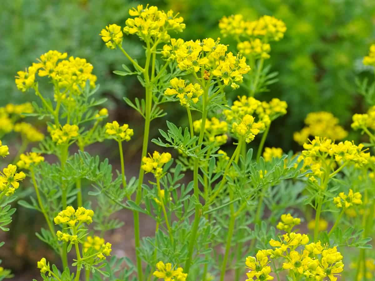 common rue is pretty but poisonous