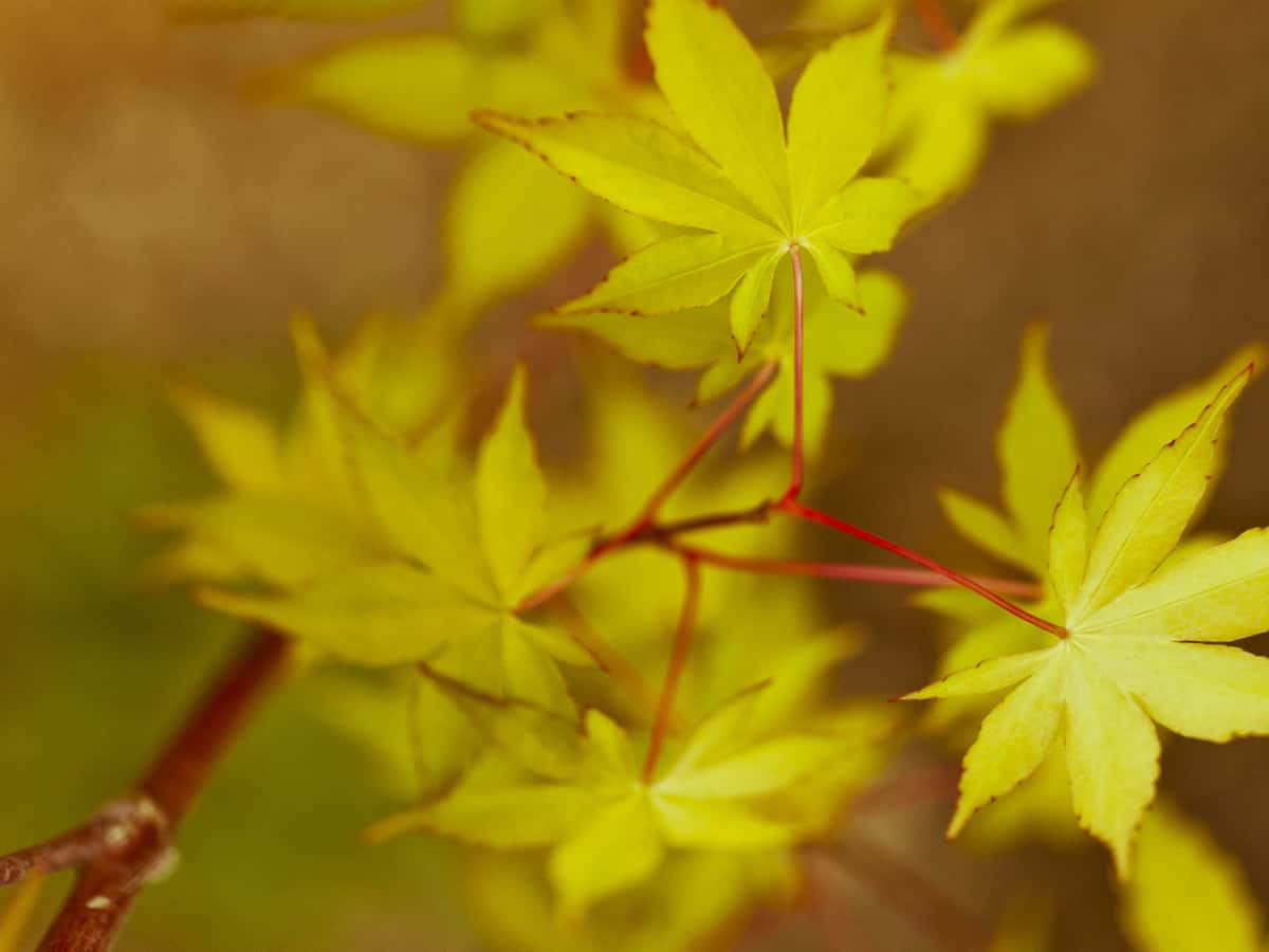 the coral bark Japanese maple is a deciduous plant that offers brilliant color