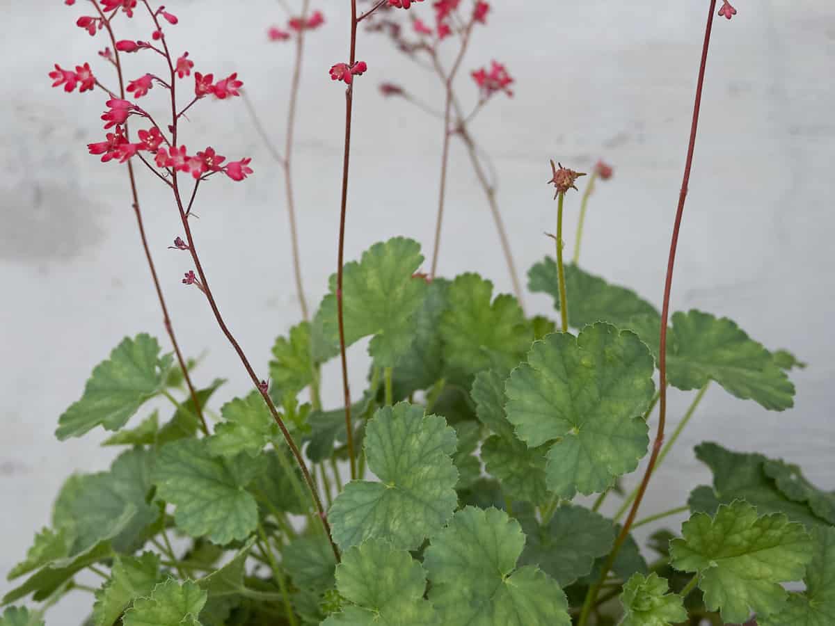 the leaves of coral bells are as pretty as the flowers