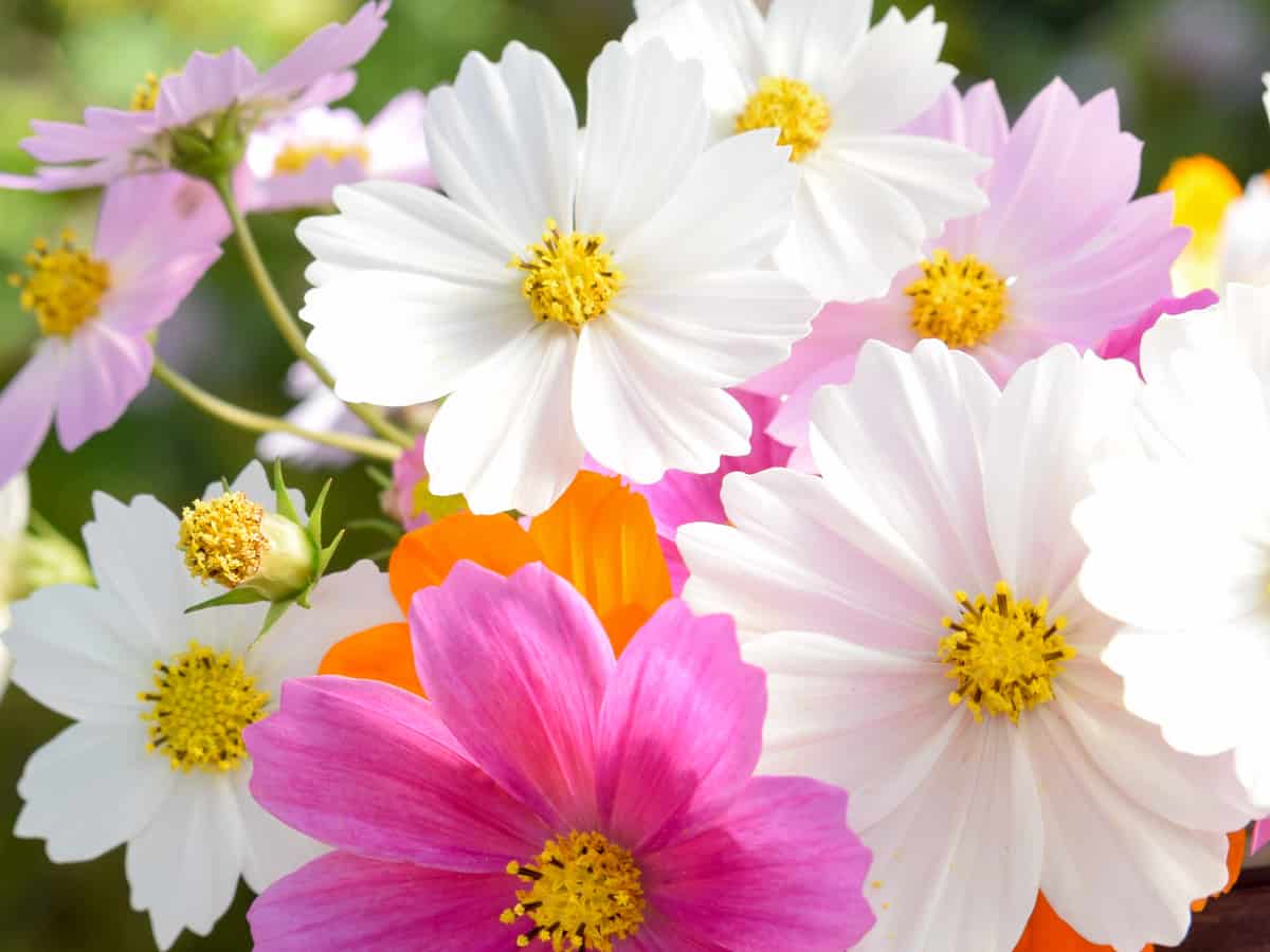 cosmos attracts pollinators