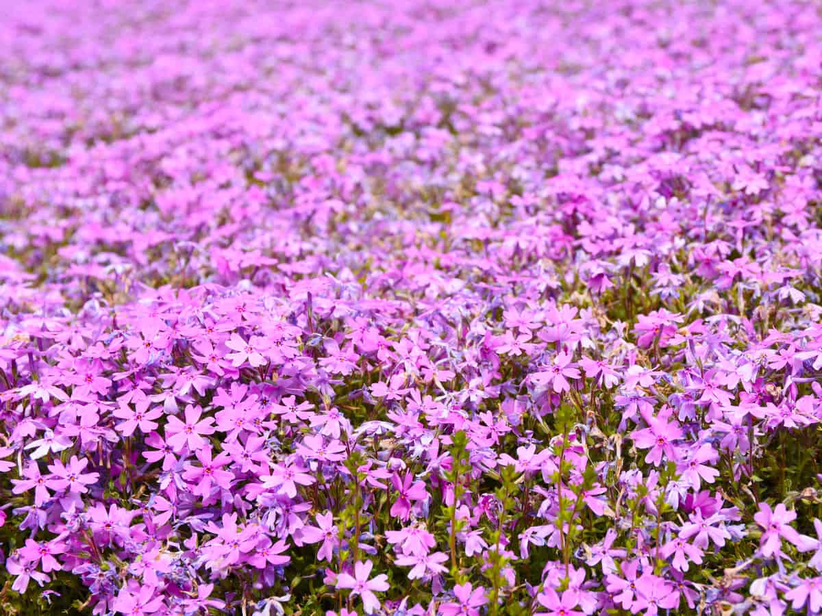 creeping phlox will add style and color to your garden