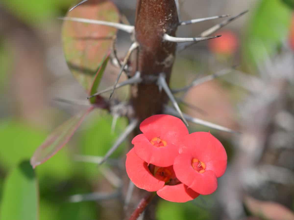 crown of thorns has beautiful flowers but a dangerous stem