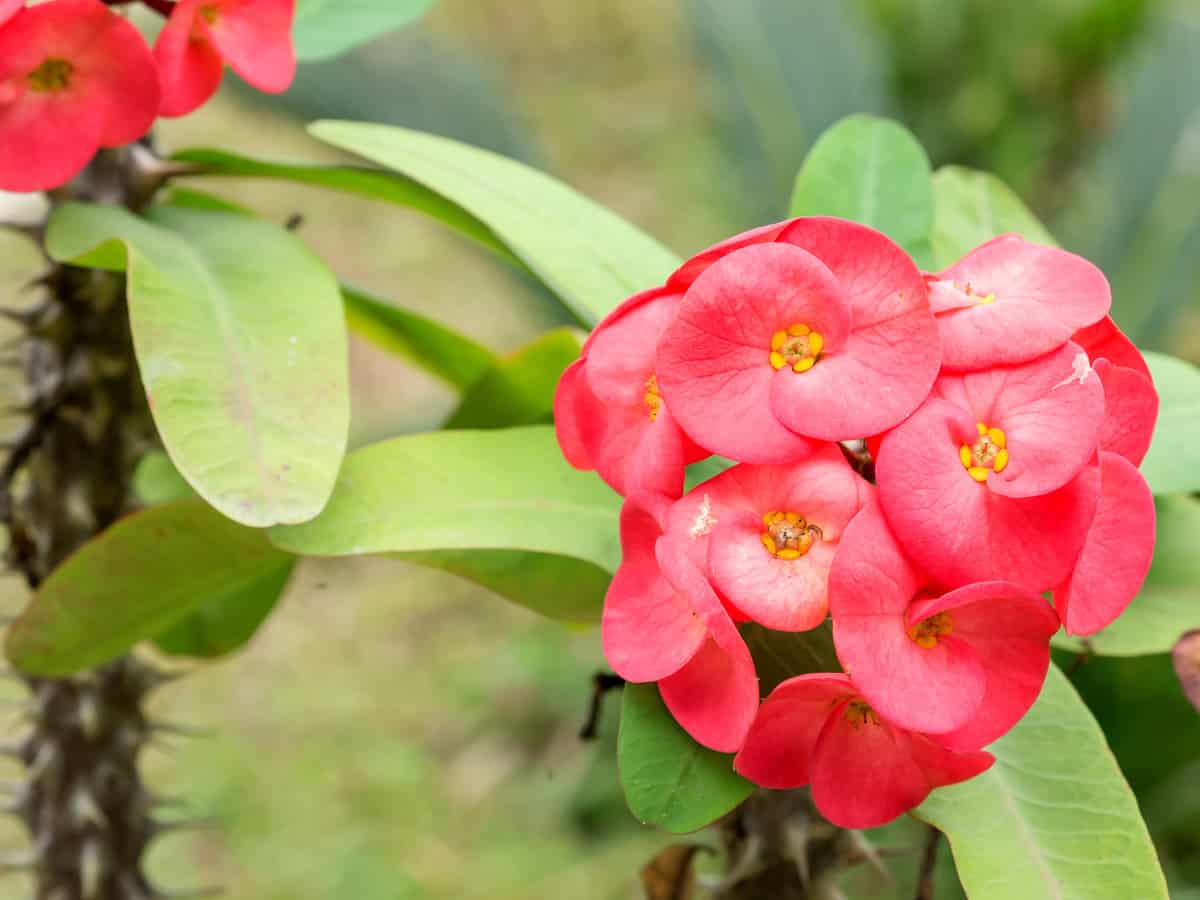 crown-of-thorns has sharp thorns and is toxic