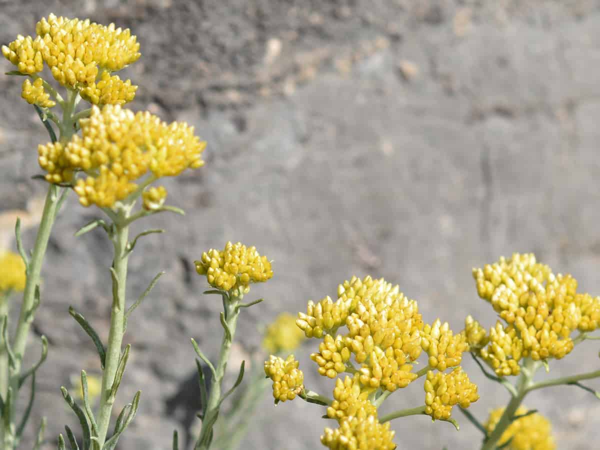 the curry plant has a strong scent