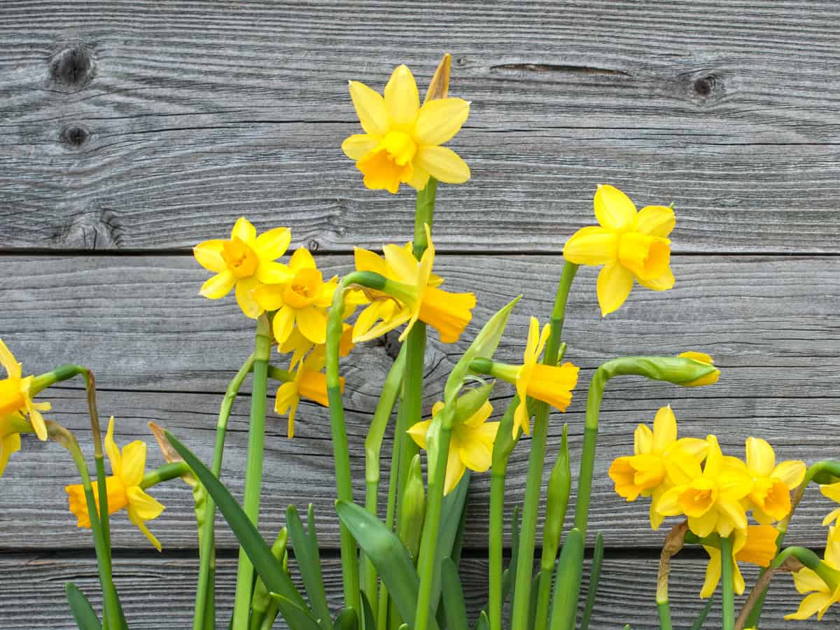 daffodils are easy to care for