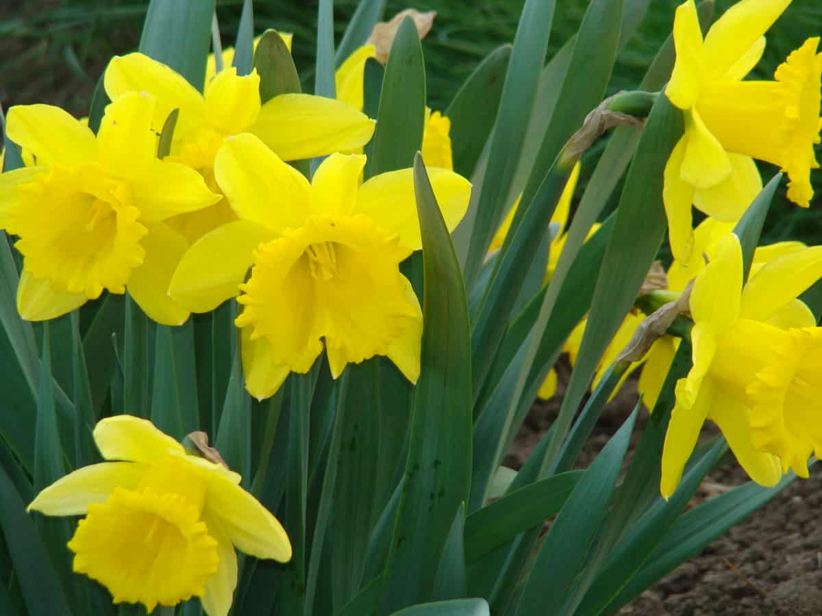 daffodils are an easy to grow perennial