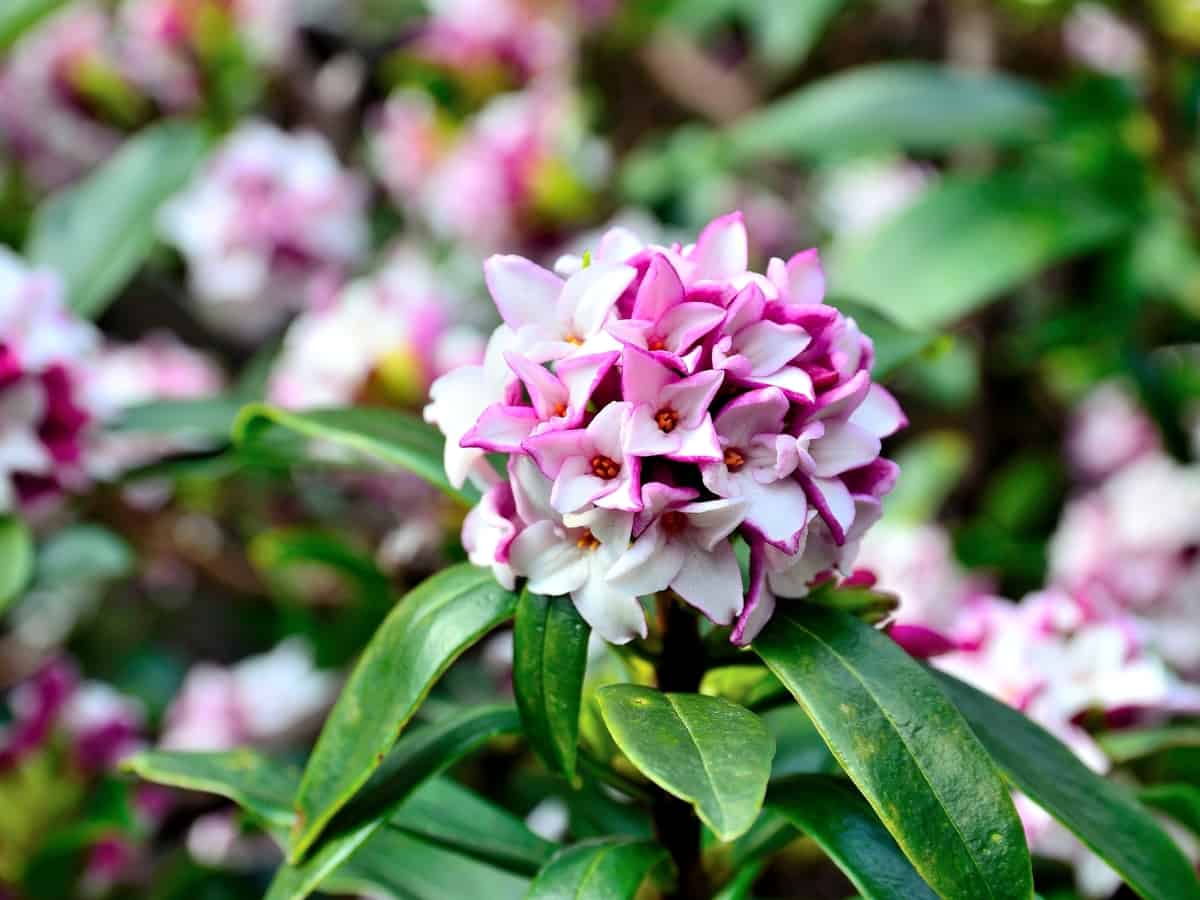 the daphne is a flowering shrub perfect for a container