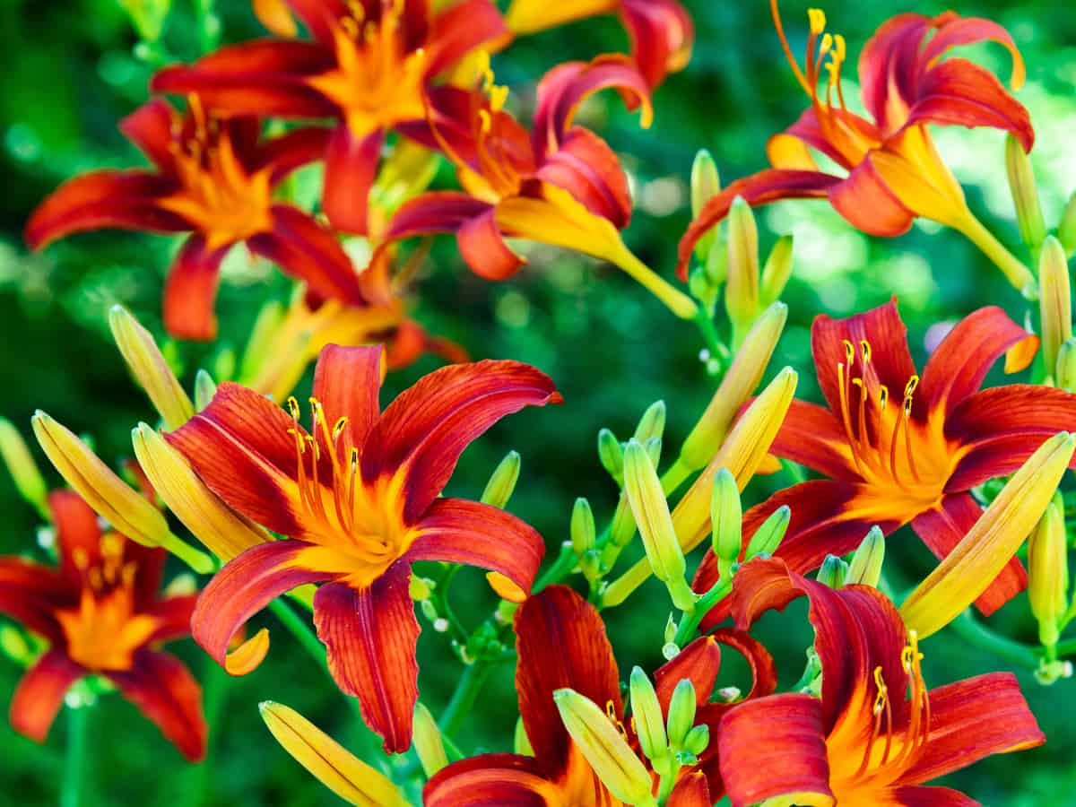 the daylily is a full sun plant that can take the heat