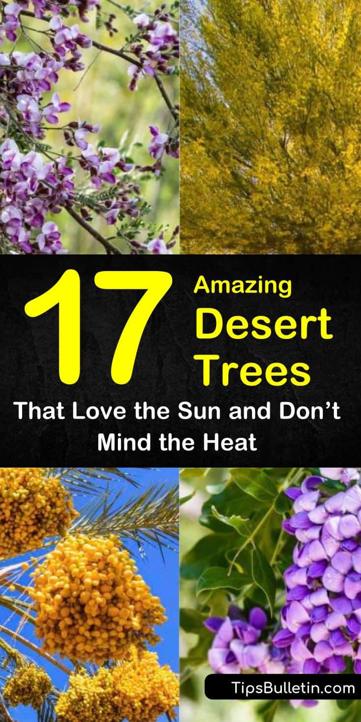 Discover the best drought tolerant small and large desert trees and shrubs for your front yards and backyards. Our guide will help you fill your desert landscape with plants and flowers for shade and beauty. #trees #desert #droughtresistant