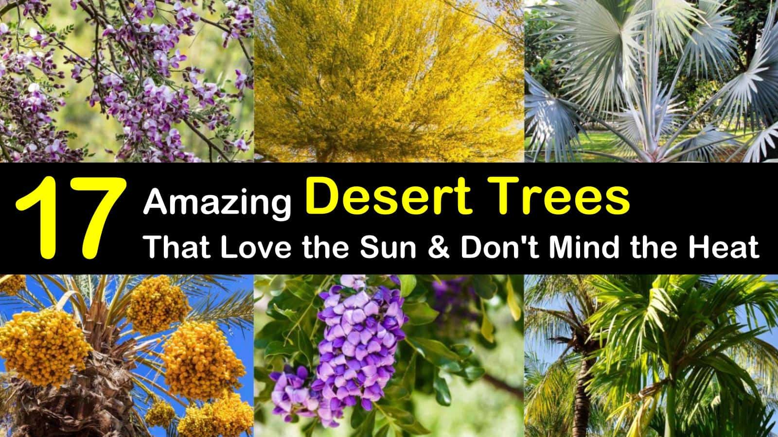 17 Amazing Desert Trees That Love The Sun And Don T Mind The Heat