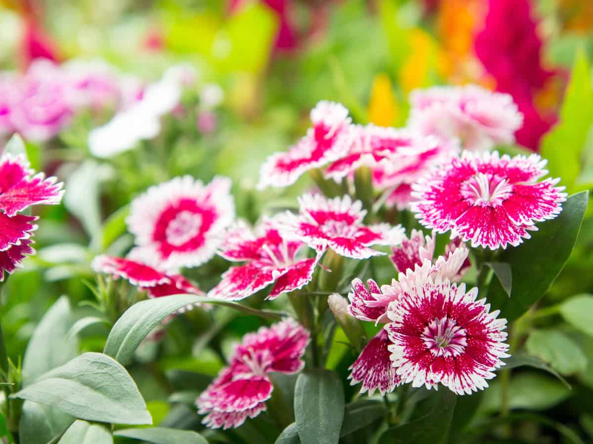 dianthus or pinks are flowers that have a great smell