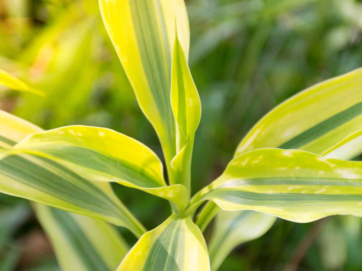 dracaena purifies the air and doesn't need the sun