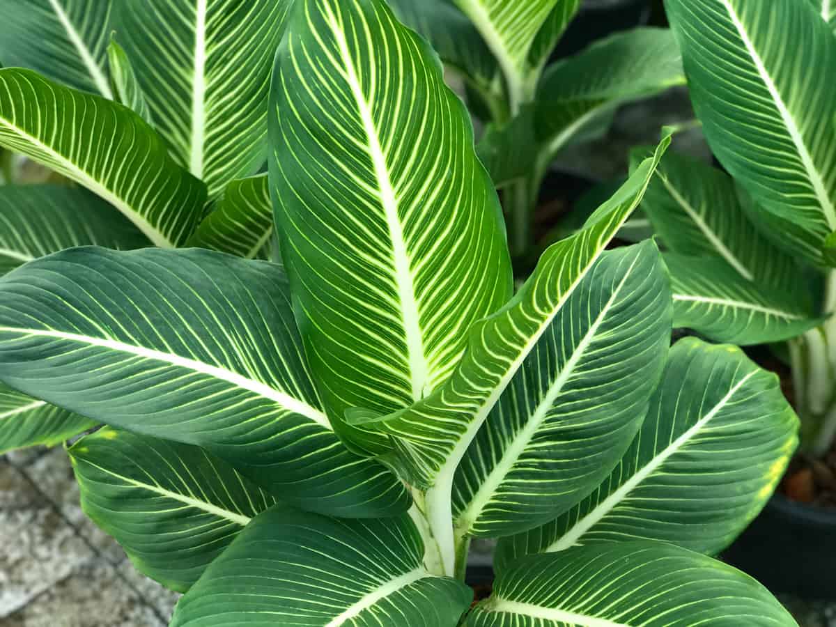 dumb cane is a popular but poisonous plant