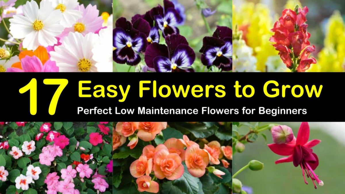 Easy Flowers to Grow Low Maintenance Flowers for Beginners