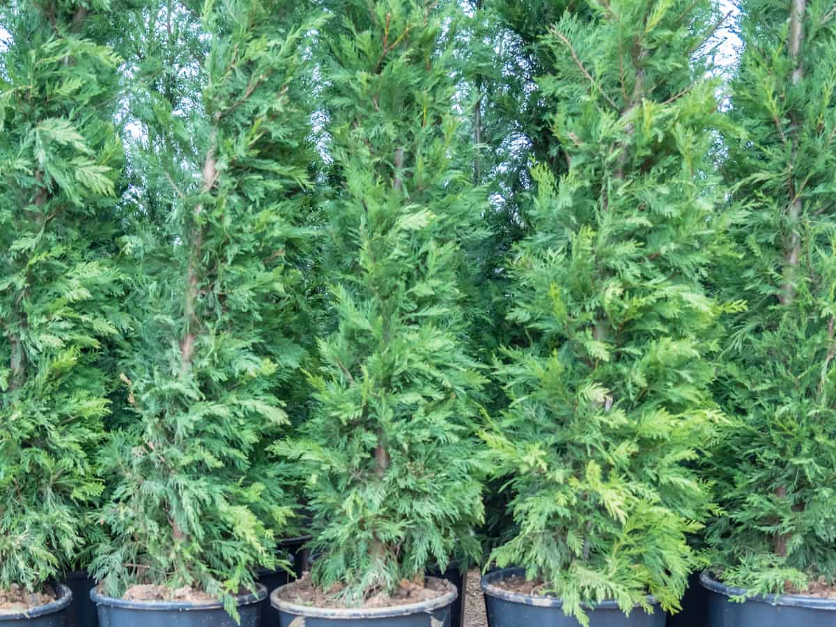 emerald arborvitae is the perfect vertical container plant