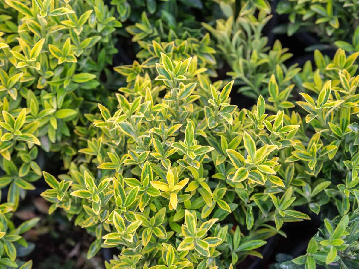 the emerald gaiety is an evergreen that will add style to your garden
