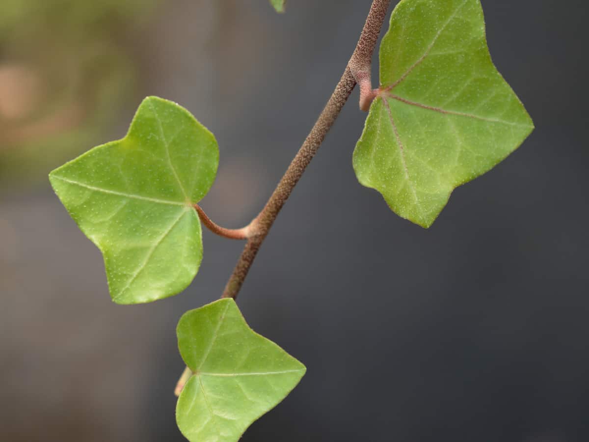 English ivy thrives in dark corners