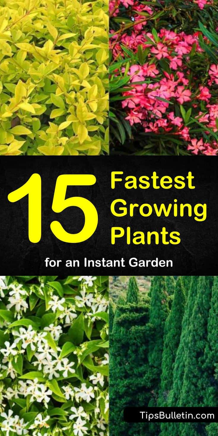 Come learn how to transform your backyard into a gardening paradise using the fastest growing shrubs for privacy. Whether you are starting from seeds or gallon pots come learn which of the fastest growing flowering plants are best for children and pets. #fastgrowingplants