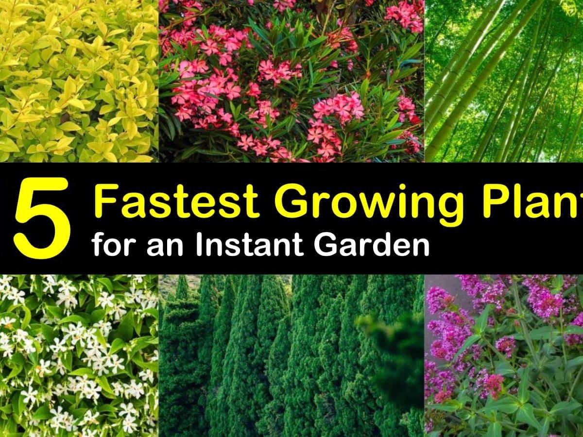 15 Fastest Growing Plants For An, Fastest Growing Drought Tolerant Ground Cover