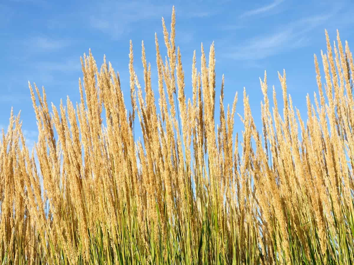 feather reed grass is an ornamental that needs full sun