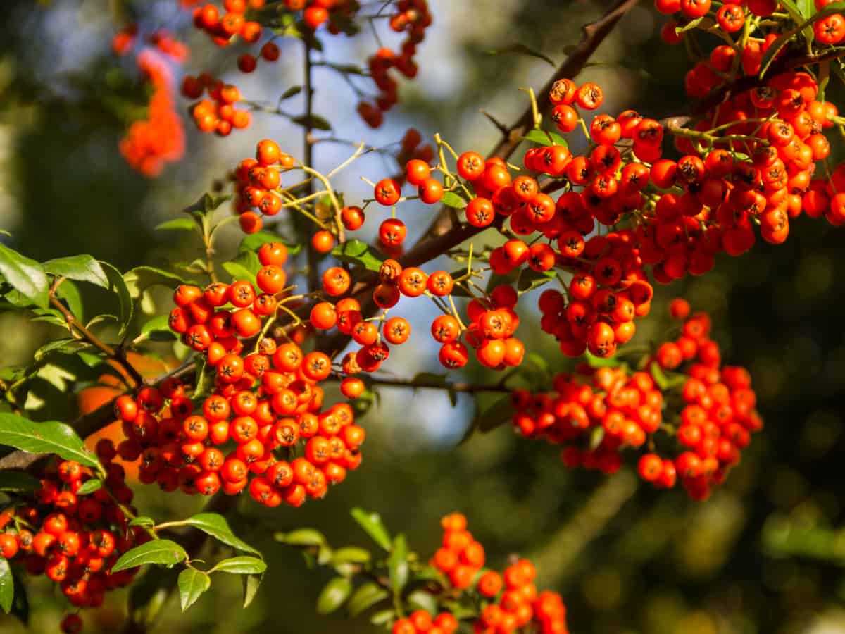 firethorn is an excellent plant for the perimeter of your home